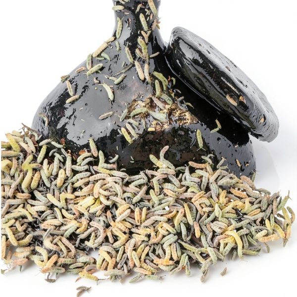 Eco Culture Live Springtails 8 oz Charcoal Substrate for Terrariums-5