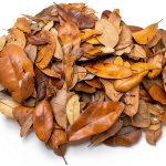 XYZReptiles Premium Live Oak Leaf Litter Isopod Substrate Terrarium Bedding (1 Gallon)-0