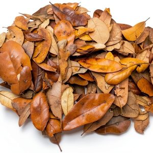 XYZReptiles Premium Live Oak Leaf Litter Isopod Substrate Terrarium Bedding (1 Gallon)-0