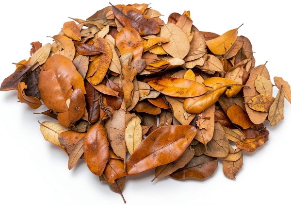 XYZReptiles Premium Live Oak Leaf Litter Isopod Substrate Terrarium Bedding (1 Gallon)-0