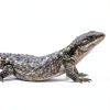 Dry Oak Leaf Litter 4.9oz MAQIHAN Reptile Substrate for Snakes-4