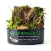 Eco Culture Live Springtails 8 oz Charcoal Substrate for Terrariums-2