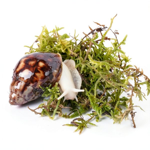 Natural Moss for Pet Snails, Perfect Pet Snail Supplies for Maintain The Humidity Levels in The Enclosure-2