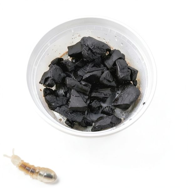 Eco Culture Live Springtails 8 oz Charcoal Substrate for Terrariums-3