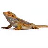 120 Gallon Reptile Terrarium Mat Liner, 96" X 24" Bearded Dragon Tank Accessories, Bearded Dragon Substrate flooring for 4x2x2 Reptile Enclosure, Reptile Bedding Carpet for Gecko,Lizard, Black-1