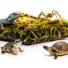 Live Moss for Reptiles - Terrarium Moss for Reptiles Peat Moss for Reptiles Habitat Bedding Moss for Snakes Turtle Frog Gecko and Other Reptiles Substrate 50 Square inches Live Moss-2