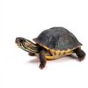 Live Moss for Reptiles - Terrarium Moss for Reptiles Peat Moss for Reptiles Habitat Bedding Moss for Snakes Turtle Frog Gecko and Other Reptiles Substrate 50 Square inches Live Moss-8