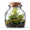 Live Moss for Reptiles - Terrarium Moss for Reptiles Peat Moss for Reptiles Habitat Bedding Moss for Snakes Turtle Frog Gecko and Other Reptiles Substrate 50 Square inches Live Moss-3