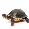 Live Moss for Reptiles - Terrarium Moss for Reptiles Peat Moss for Reptiles Habitat Bedding Moss for Snakes Turtle Frog Gecko and Other Reptiles Substrate 50 Square inches Live Moss-1