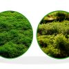 Live Moss for Reptiles - Terrarium Moss for Reptiles Peat Moss for Reptiles Habitat Bedding Moss for Snakes Turtle Frog Gecko and Other Reptiles Substrate 50 Square inches Live Moss-4