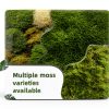 Live Moss for Reptiles - Terrarium Moss for Reptiles Peat Moss for Reptiles Habitat Bedding Moss for Snakes Turtle Frog Gecko and Other Reptiles Substrate 50 Square inches Live Moss-6